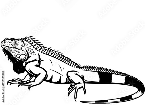 Detailed black and white illustration of an iguana with distinct crest and banded tail