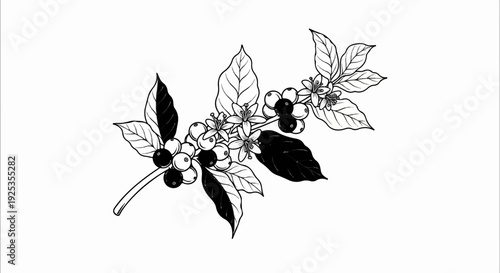 Black and white sketch of coffee branch with leaves, berries, and blossoms