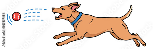 Hand drawn line art illustration of a dog depicting running fast to catch a tennis ball for pet activities
