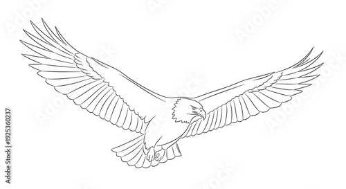 Bird Flying with Outstretched Wings Illustration.
