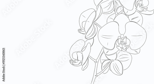 Orchid Flowers Line Drawing Illustration.
