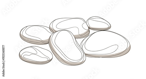 Oysters on white background illustration.