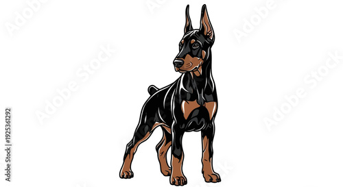 Doberman Pinscher Dog Standing Proudly, Alert Expression, Black and Tan Coat