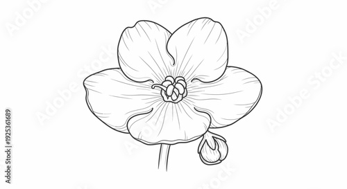 Black and White Sketch of a Blooming African Violet Flower with Bud