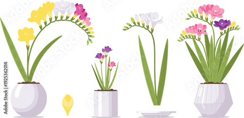 Freesia Flower in Pot Vector Collection Blooming Indoor Houseplant with Leaves and Blossoms for Home Decor Spring Botanical Design.