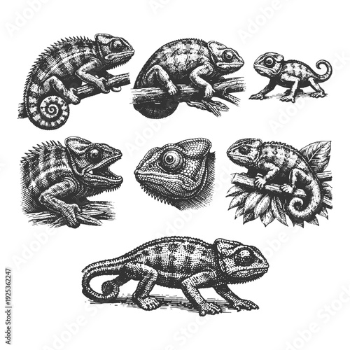 Chameleon Lizard Vector Illustration Set Featuring Climbing and Tongue Poses in Detailed Hand Drawn Black and White Vintage Line Art Style