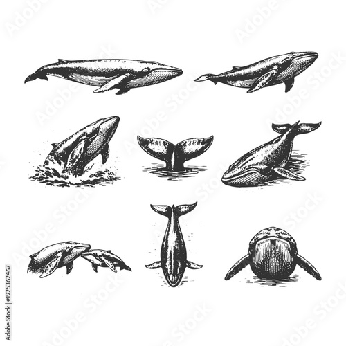 Fotografia Humpback Whale and Blue Whale Vector Illustration Set Featuring Diving and Tail