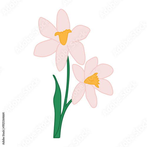 Stylized daffodil flower. Beautiful pink flower. Doodles vector illustration. Isolated on a white background.