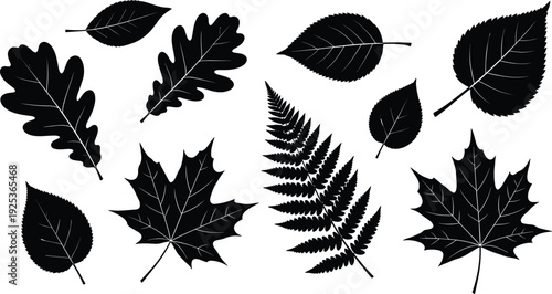 Vector silhouette collection of various tree leaves including maple oak and fern foliage isolated on white background for autumn nature design