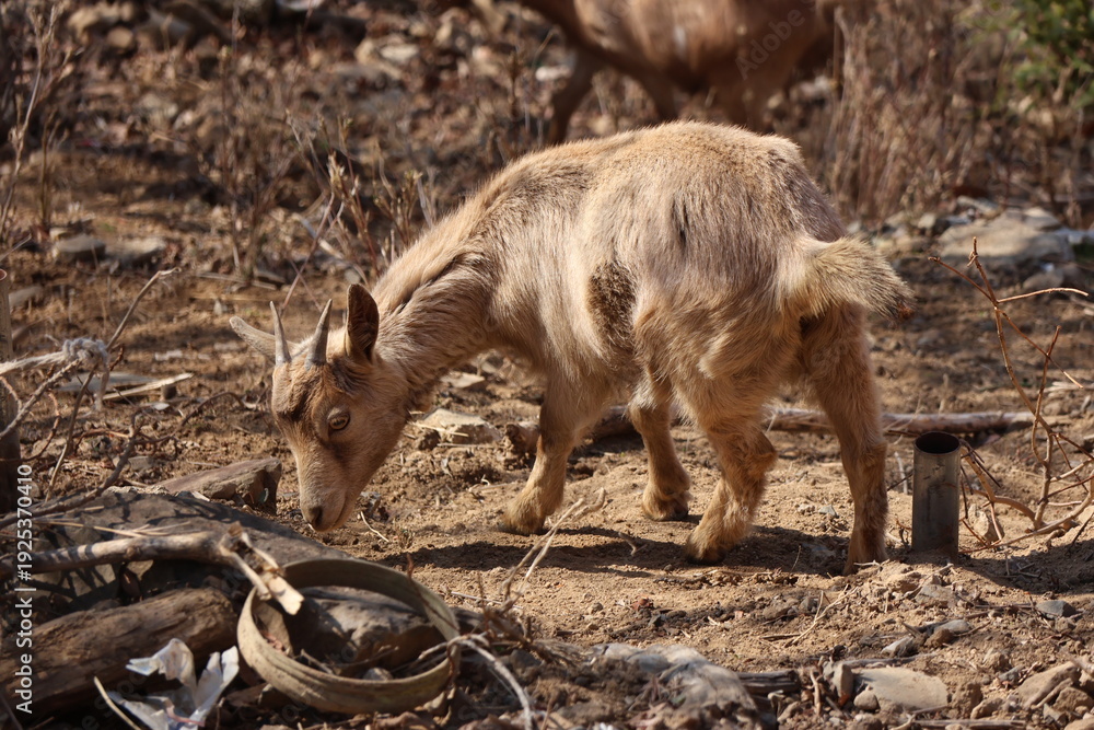 Fototapeta premium Baby goats have small horns
