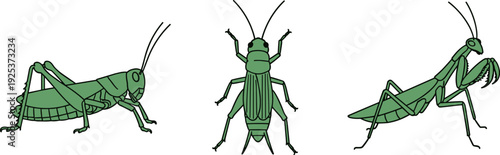 Three green insects, a grasshopper, cricket, and praying mantis, shown in profile and front views