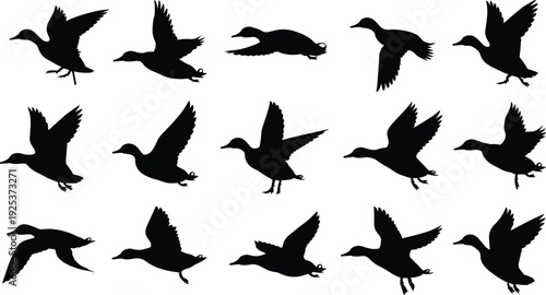 Flying duck silhouette set, wild mallard waterfowl bird collection in flight, nature wildlife hunting icons, CAD drawing flat vector illustration, pond bird graphic.