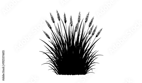 Napier Grass Vector Illustration Elephant Grass Agricultural Plant