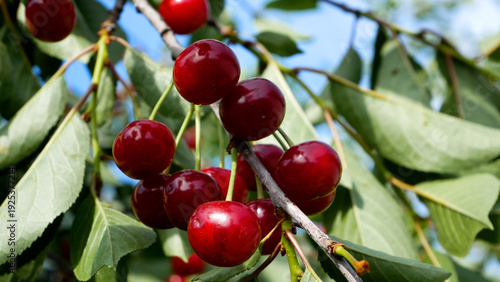Quadro su tela Red ripe cherries hanging on a tree in the garden