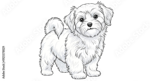 Adorable Maltese puppy drawing, pure white fluffy dog, cute pet illustration, isolated on white background.