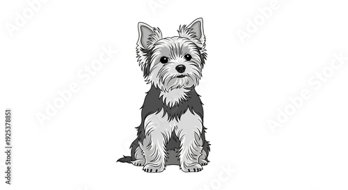 Adorable Yorkshire Terrier Puppy Sitting, Black and White, Studio Portrait