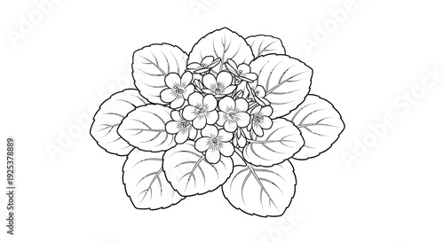 African Violet Plant Drawing, Outline Illustration of Blooming Flowers and Leaves