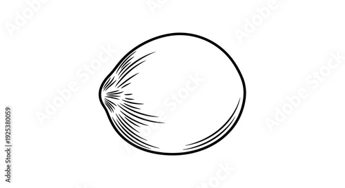 Hand-drawn illustration of a single coconut, isolated on white background