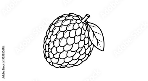 Custard Apple Fruit Outline Drawing, Tropical Exotic Food, Healthy Eating, Vector Illustration