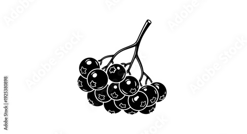 Black Rowan Berries Bunch Isolated on White Background, Hand Drawn Style