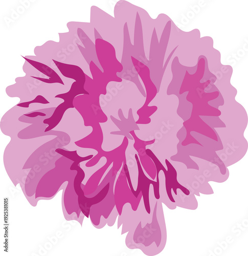 Decorative pink peony head isolated on white background	