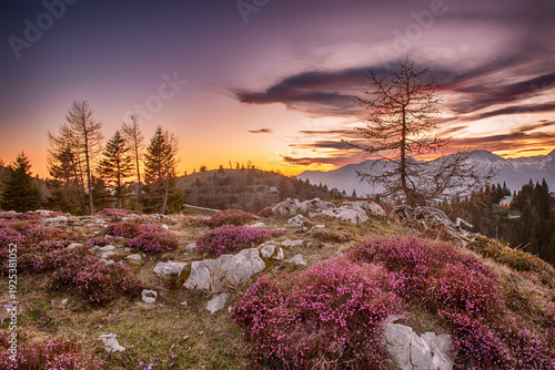 Heather flowers blooming at sunset, Velika Planina, Kamnic, Slovenia, Easter sunny landscape