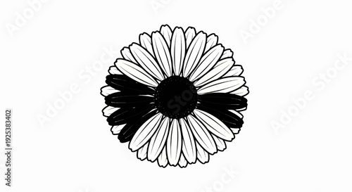 Monochrome daisy with contrasting petals