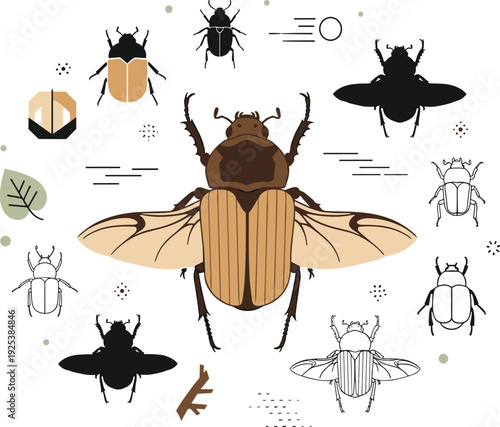 Beetle Insect Anatomy and Silhouette Collection with Flying Scarab Variations for Entomology Illustration, Wildlife Education, and Nature Vector Design.