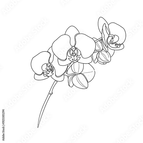 Elegant black and white line art illustration of orchid flowers on a stem.
