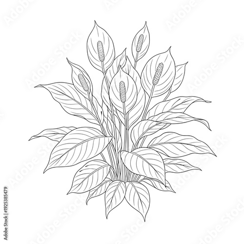 Elegant line art illustration of a peace lily plant with detailed leaves and flowers.