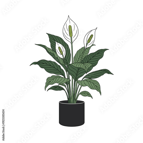 Elegant illustration of a peace lily plant in a modern black pot.