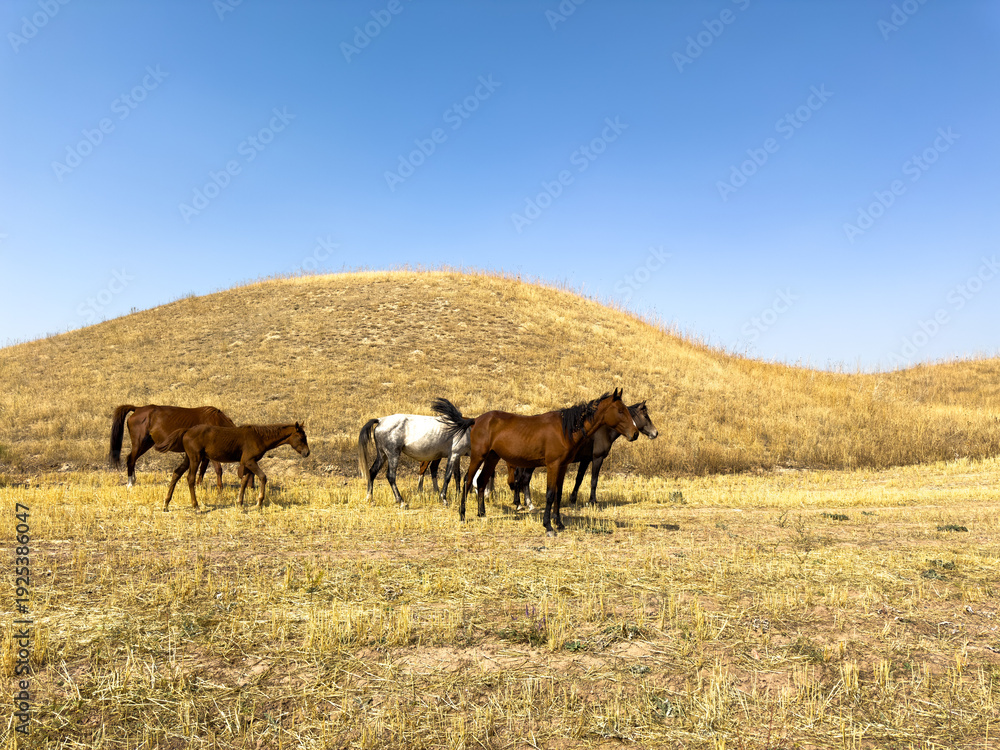 Fototapeta premium Group of horses walking across dry steppe covered with golden grass. Wide open natural landscape and freedom concept.