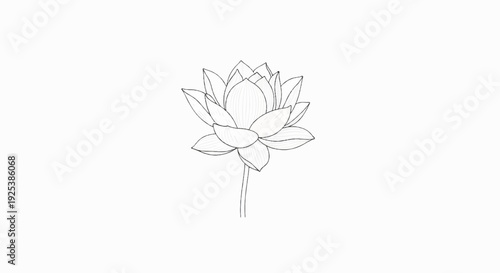 Delicate line drawing of a blooming lotus flower on a white background
