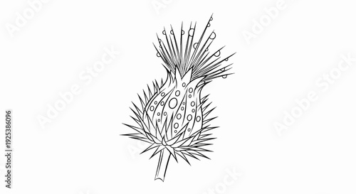 Black and white sketch of a spiky plant with water droplets