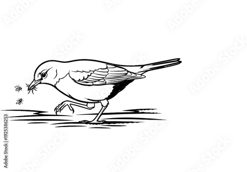 Line drawing of a bird catching two insects with its beak