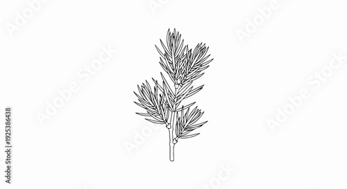 Black and white line drawing of a branch with needle-like leaves