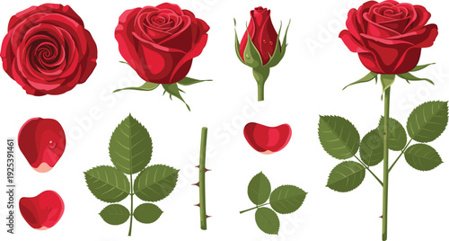 Red Rose Flower Vector Collection Blooming Bud Petals Leaves and Stem Botanical Elements for Romantic Wedding Valentine and Floral Design.