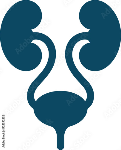 A graphic illustration of the human urinary system organs