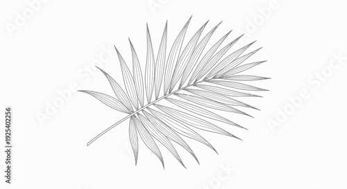 Elegant Palm Frond Line Art Illustration on White Background