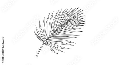 Elegant Palm Leaf Illustration, Black and White, Tropical Plant, Botanical Line Art