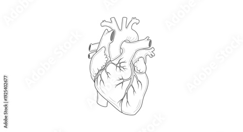 Anatomical Heart Illustration - Black and White Line Drawing