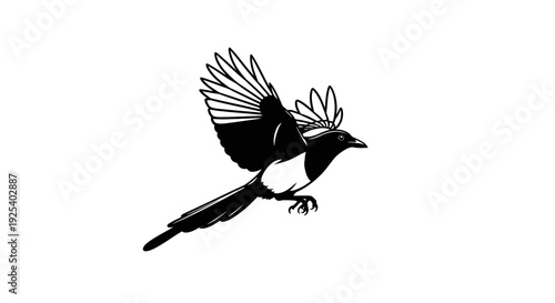 Black and White Magpie Bird in Flight, Silhouette Style, Isolated on White Background