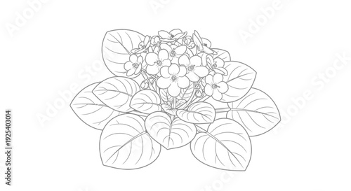 African Violet Plant Drawing, Line Art Illustration of Blooming Flowers and Leaves