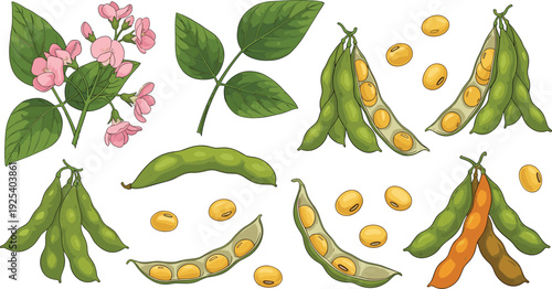 Soybean Plant Vector Set with Pods, Beans and Leaves Isolated Agricultural Crop Collection