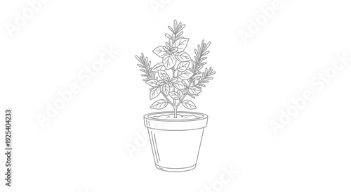 Hand-drawn illustration of potted basil and rosemary herbs, line art sketch