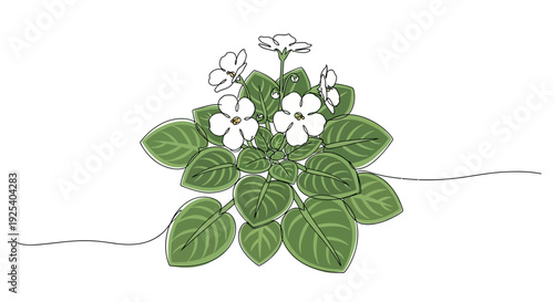 Delicate White African Violet Flowers and Leaves, Minimalist Line Art Illustration