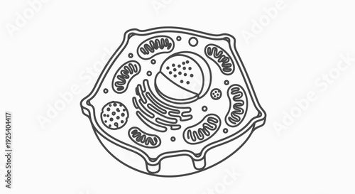 Diagram of a human cell, illustration of organelles and nucleus, educational science graphic