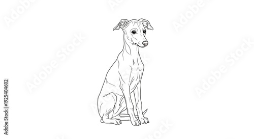 Elegant Italian Greyhound Sitting Gracefully, Black and White Line Drawing