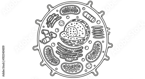 Animal Cell Diagram - Black and White Outline Illustration for Education and Science