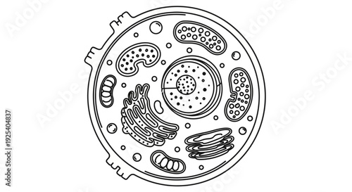 Animal Cell Diagram - Black and White Outline Illustration
